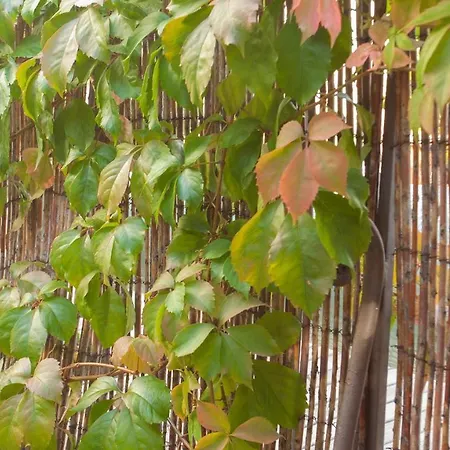 Laniella Location * Calvi (Corsica)